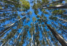 Cultivo Sustentável