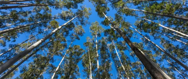 Cultivo Sustentável