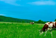Alimentação Balanceada para Bovinos
