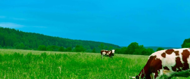 Alimentação Balanceada para Bovinos
