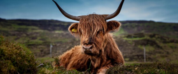 Manejo Eficiente do Gado